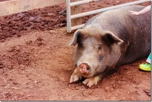 Cảnh tượng bình dị tại Poplar Springs Animal Sanctuary, tượng trưng cho sự thanh thản và không gian cá nhân được bảo vệ