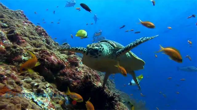 Minh họa video 4K chất lượng cao được tải xuống thông qua ứng dụng Free YouTube Downloader.