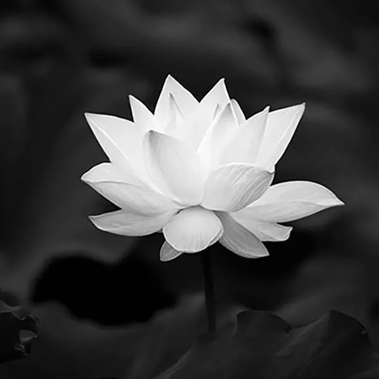 Ảnh buồn đám tang hoa sen đang nở