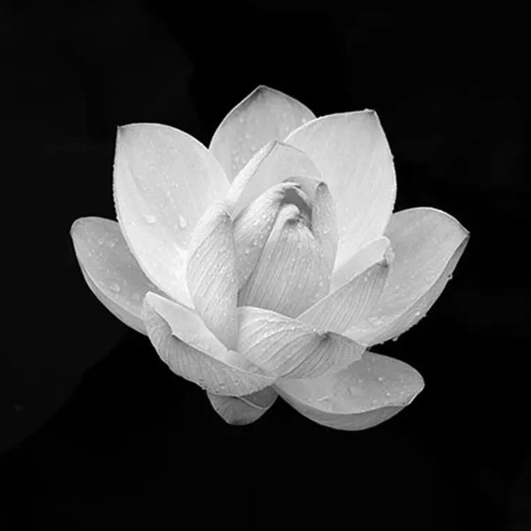 Avatar tang lễ đẹp cho facebook