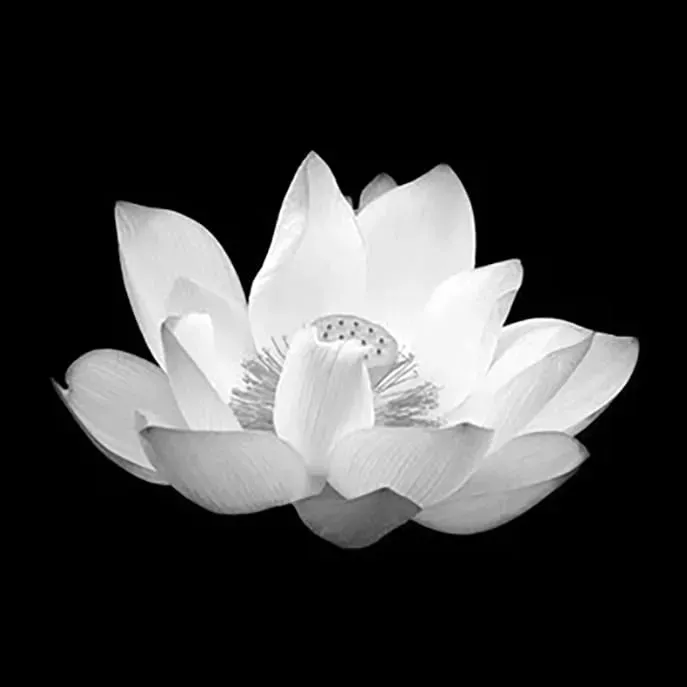 hình đại diện đám ma sen trắng zalo