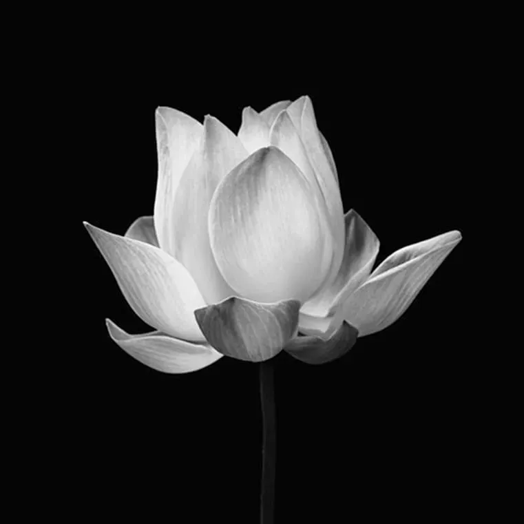 Hình hoa sen đang nở đám tang