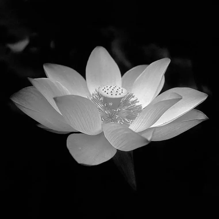 Hình nền đen tang lễ làm avatar