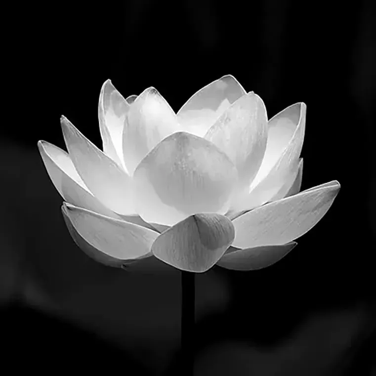 hoa sen trắng đen báo tin buồn facebook