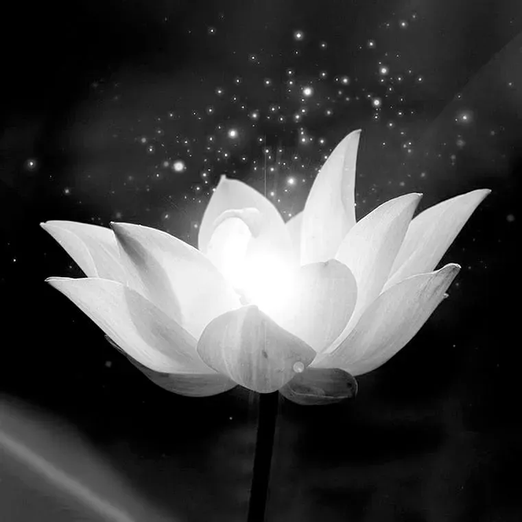 Tải hình nền avatar chia buồn đám tang